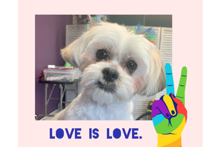 Funny Teddy Bear Designer Pup