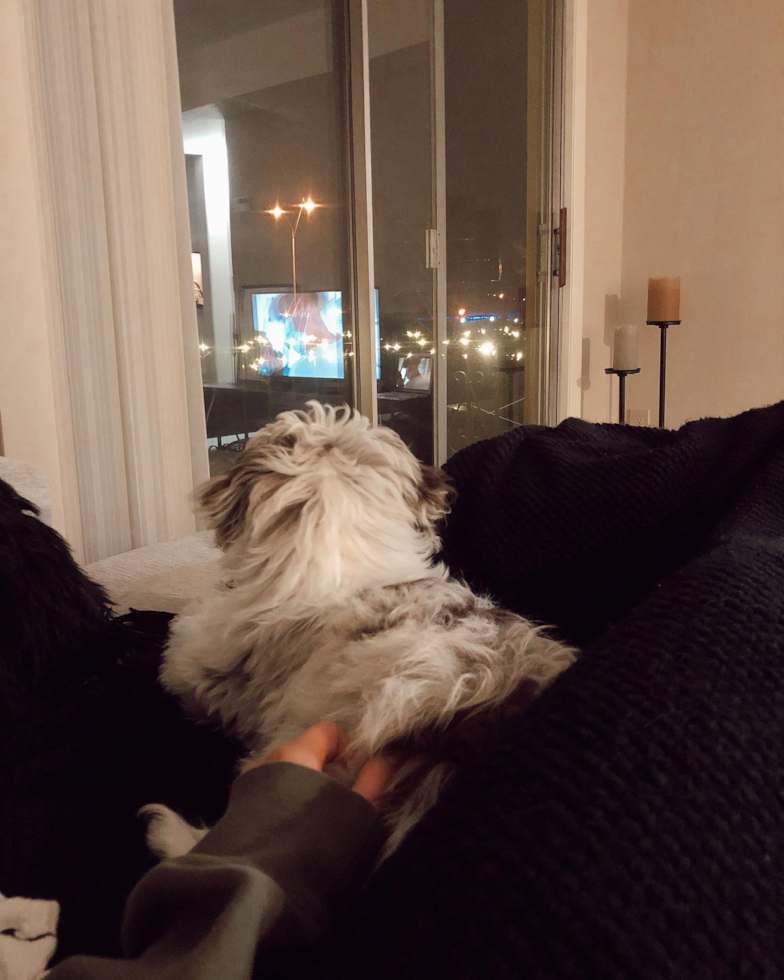 Adorable Aussiepoo Poodle Mix Pup