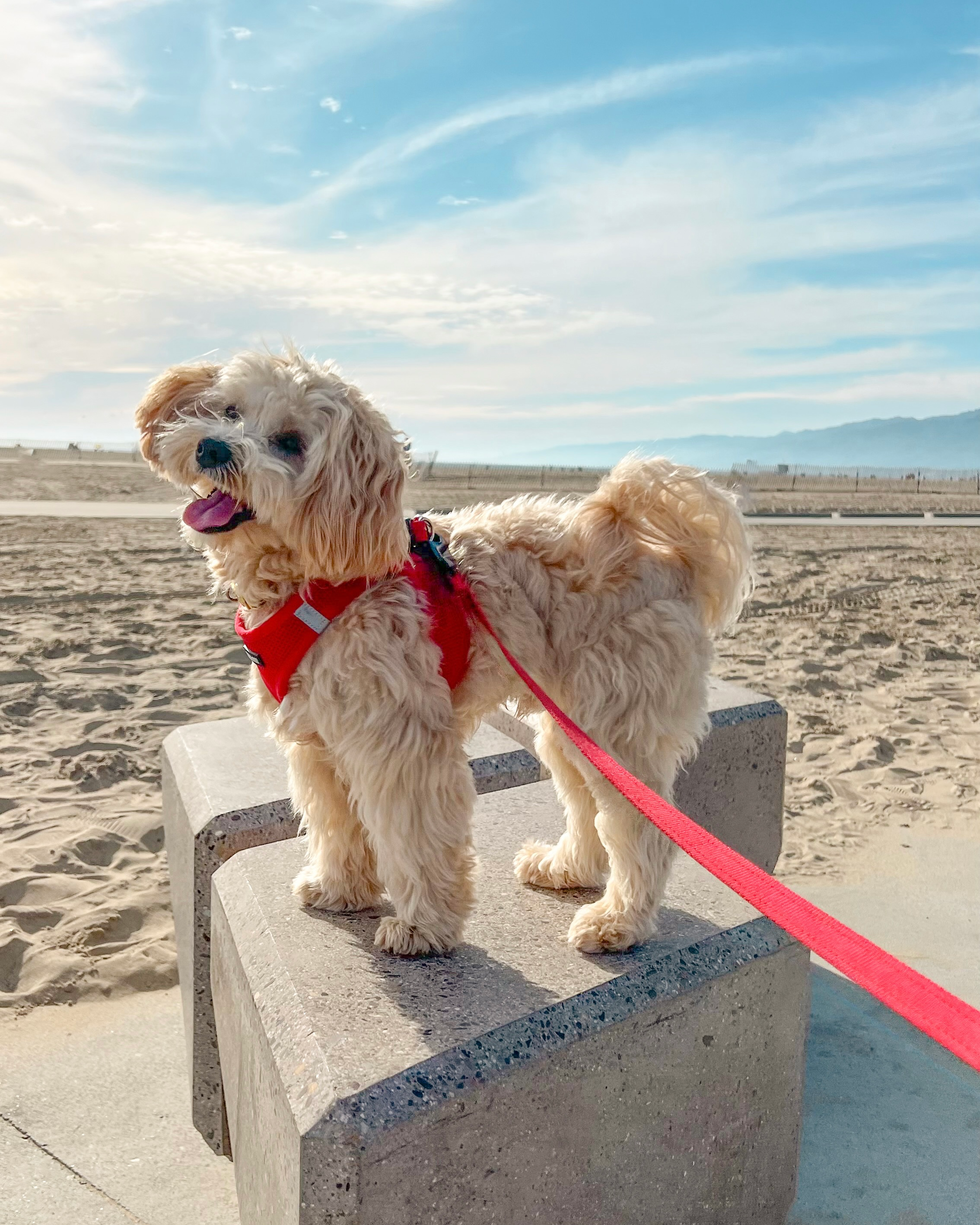 Maltipoo Puppy for Adoption