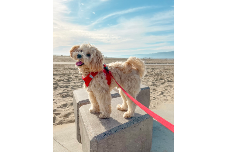 Maltipoo Puppy for Adoption