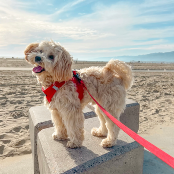 Energetic Maltepoo Poodle Mix Pup