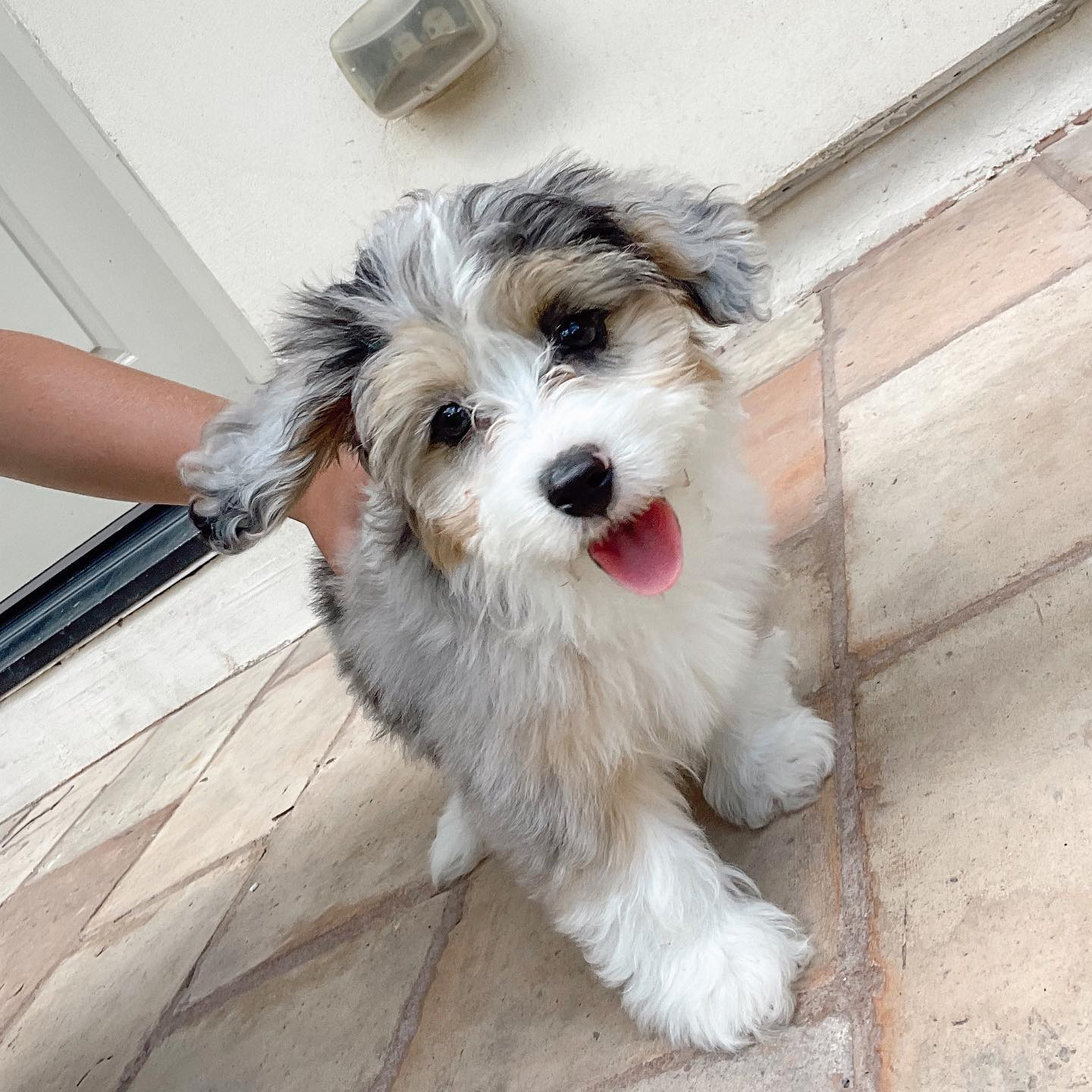 Popular Mini Aussiedoodle Poodle Mix Pup