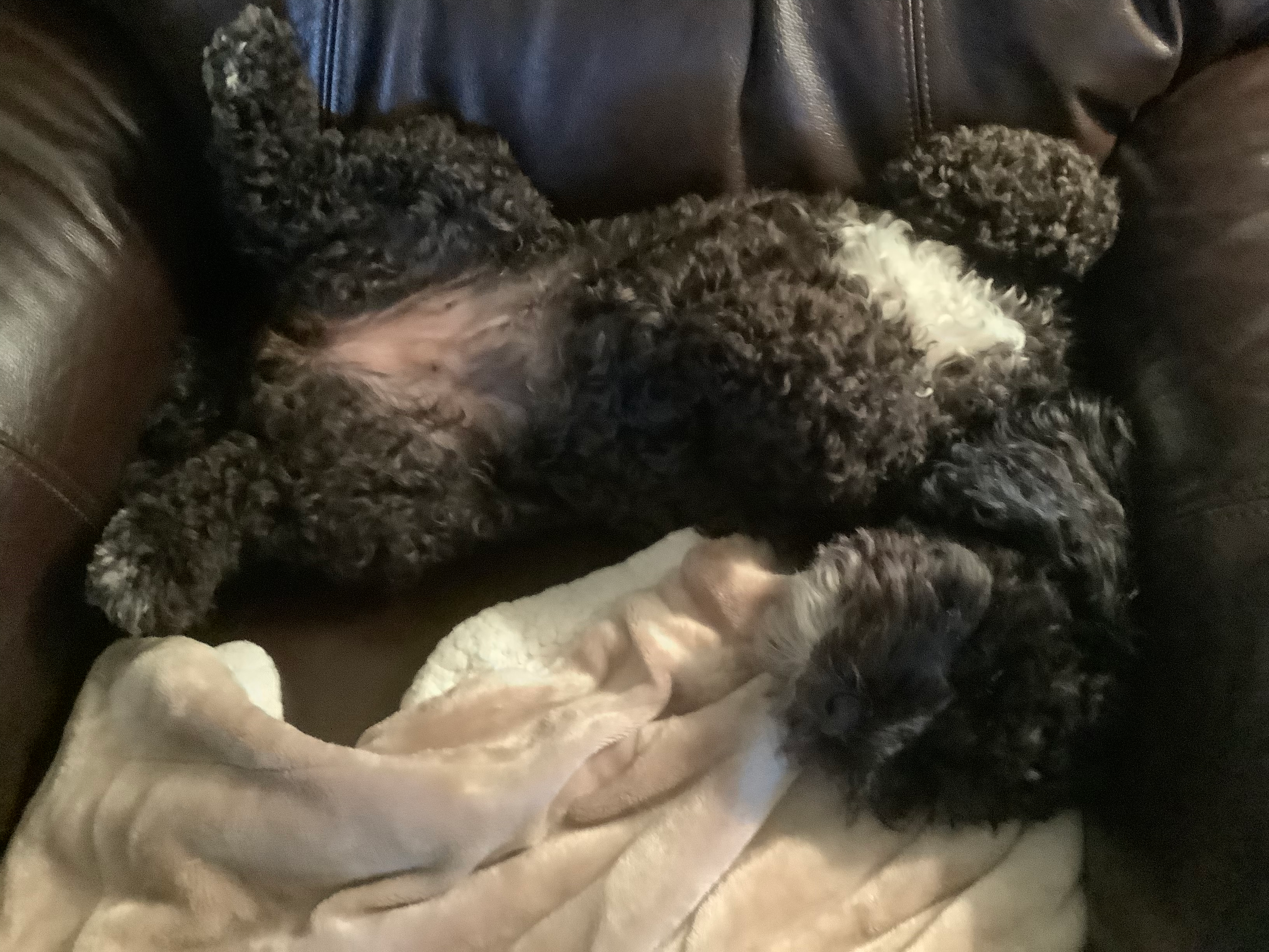 Cockapoo Pup Being Cute