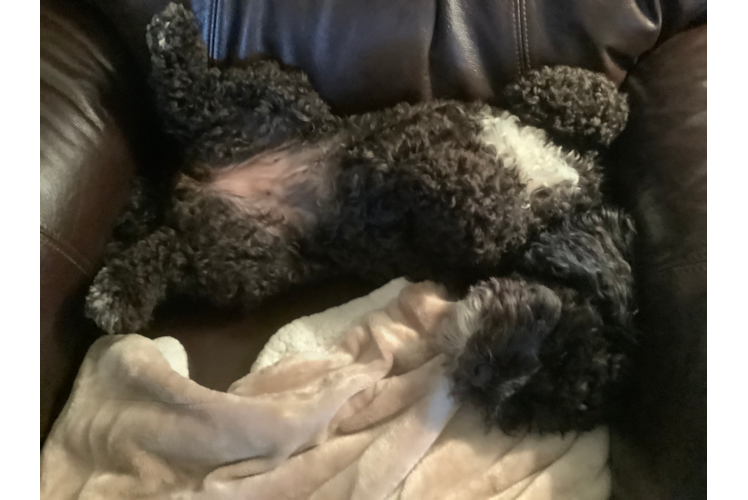 Cockapoo Pup Being Cute