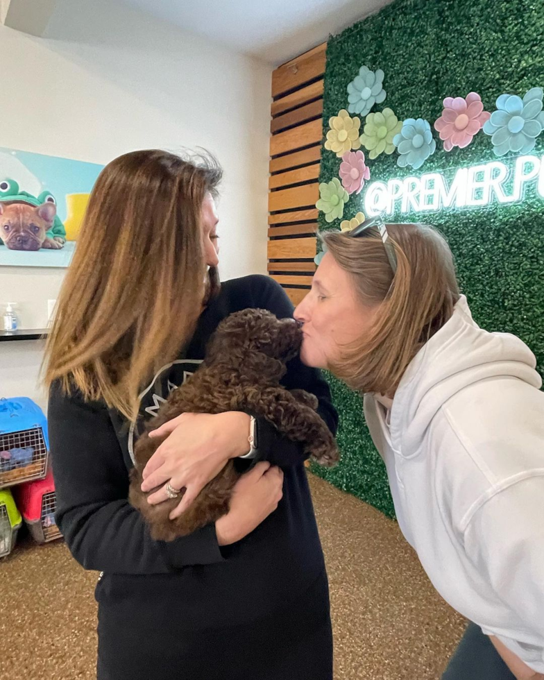 Happy Mini Labradoodle Pup in Avon OH