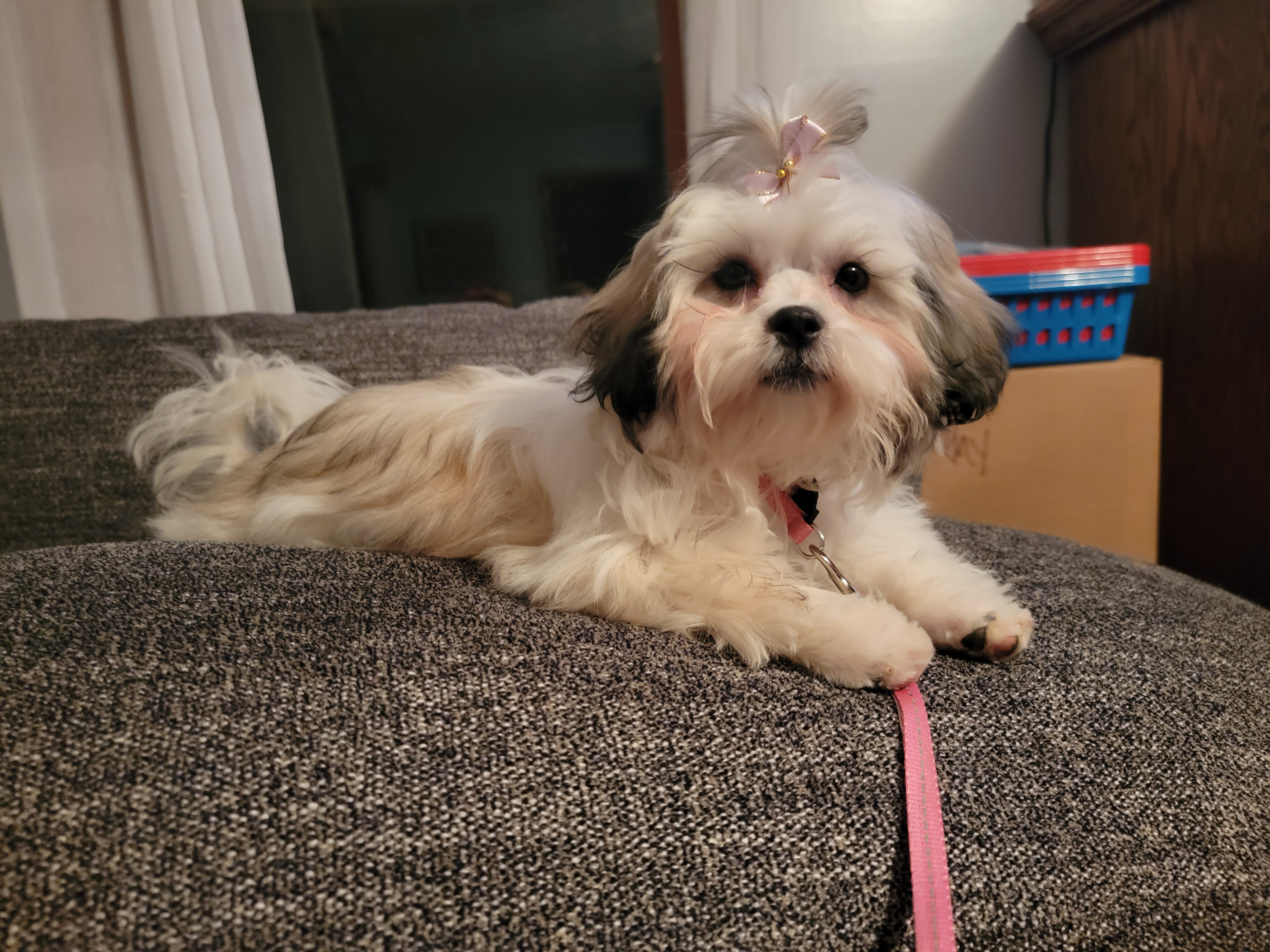 Teddy Bear Puppy for Adoption