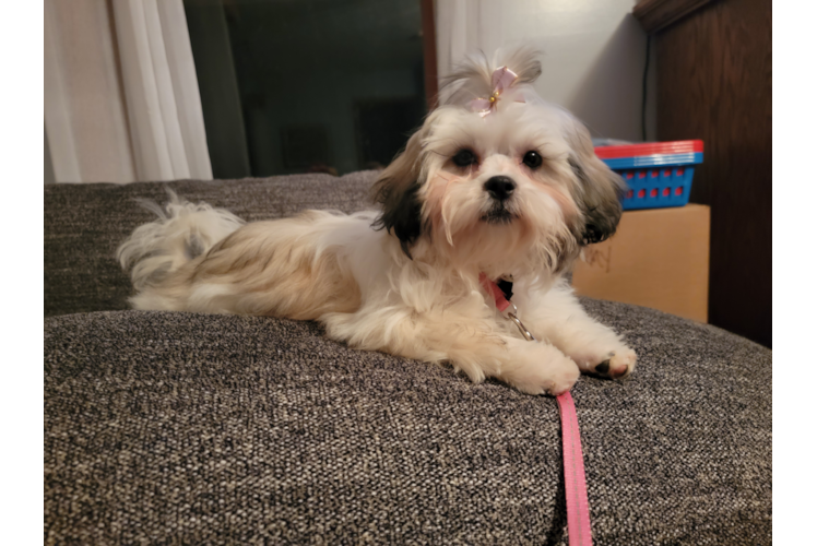 Teddy Bear Puppy for Adoption