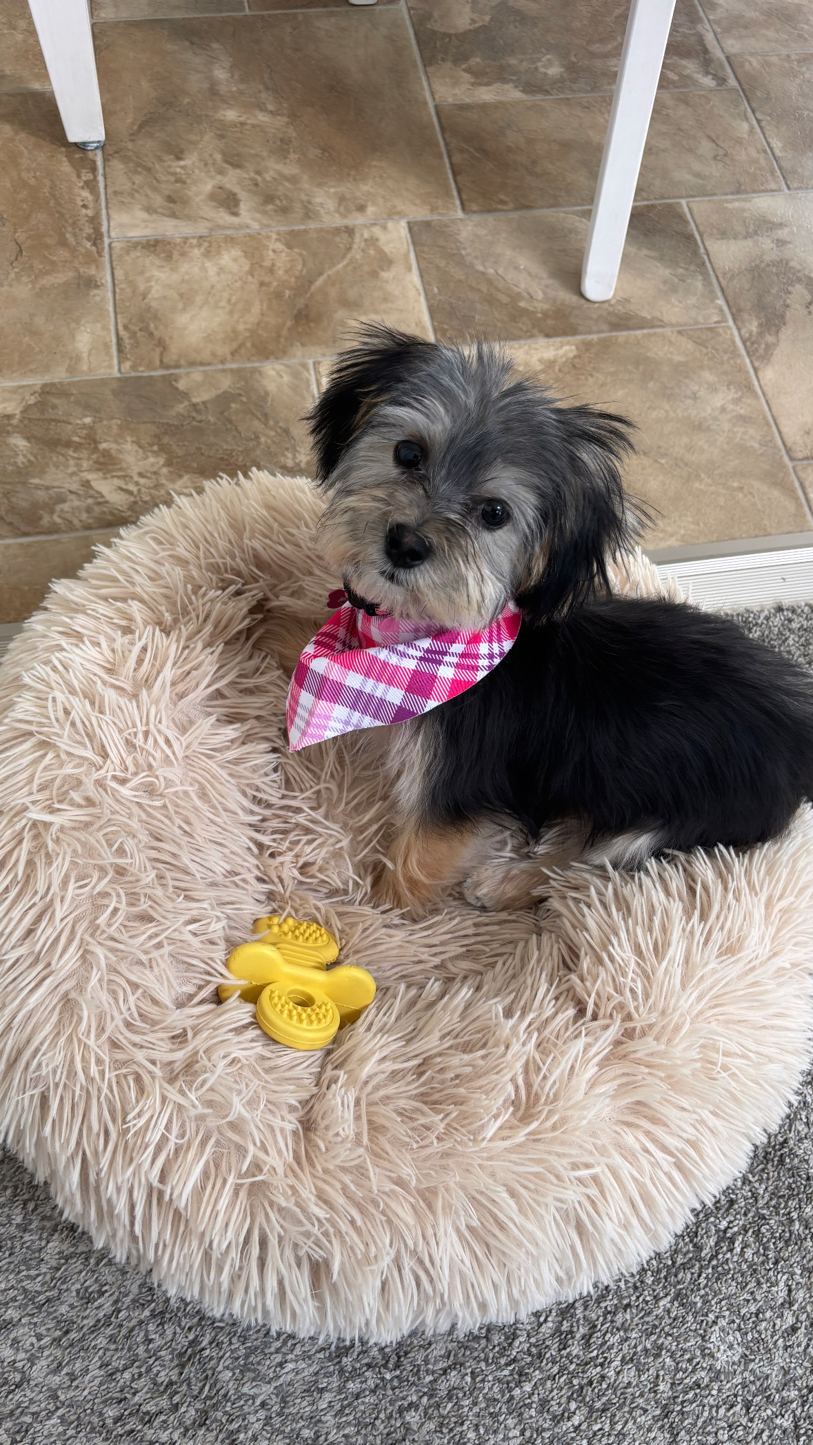 Best Morkie Baby