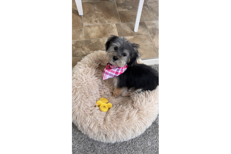 Best Morkie Baby