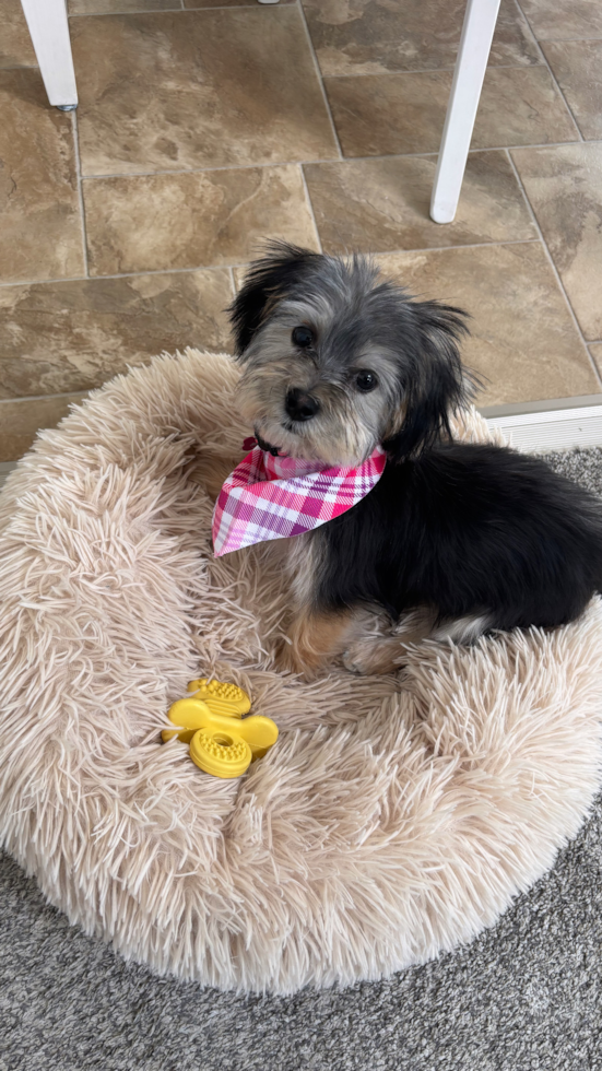 Morkie Pup