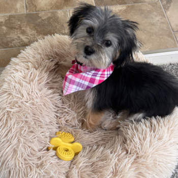 Morkie Pup