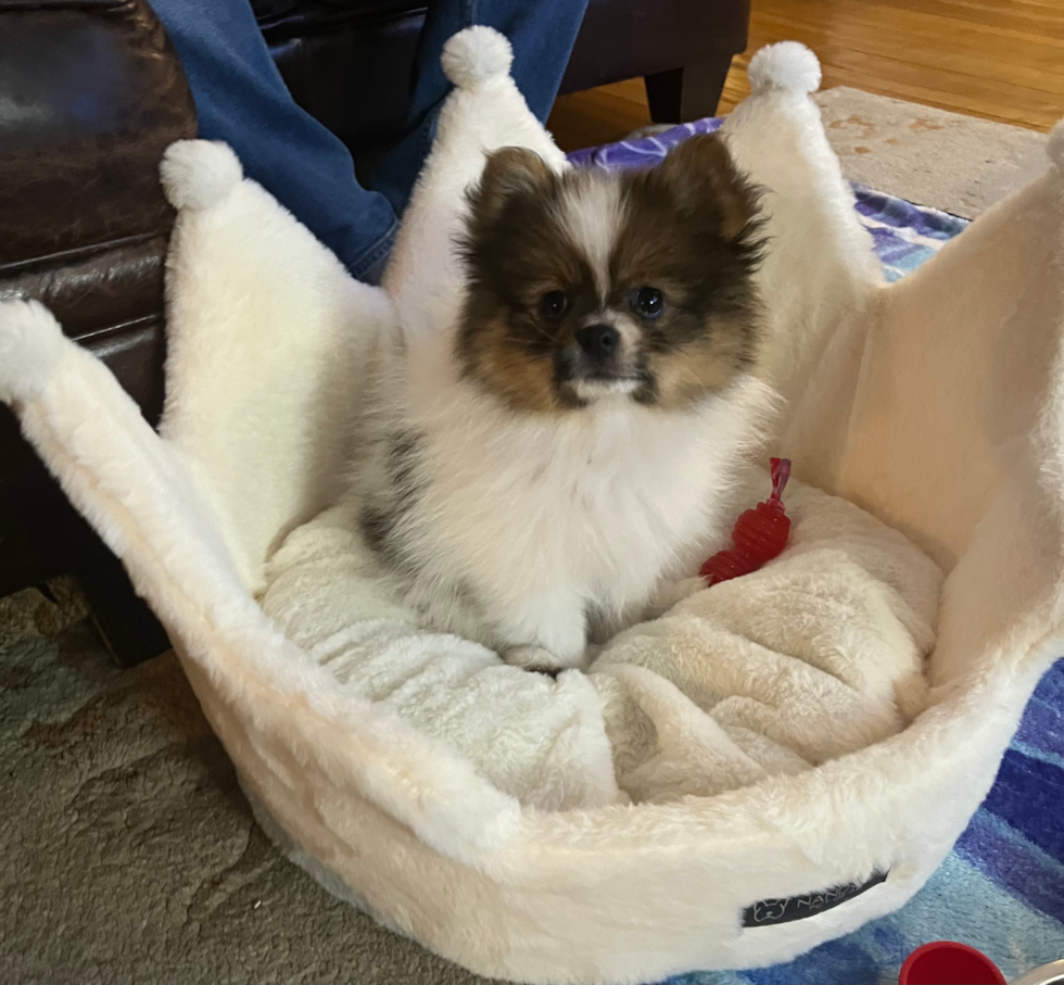Akc Registered Pomeranian Pup
