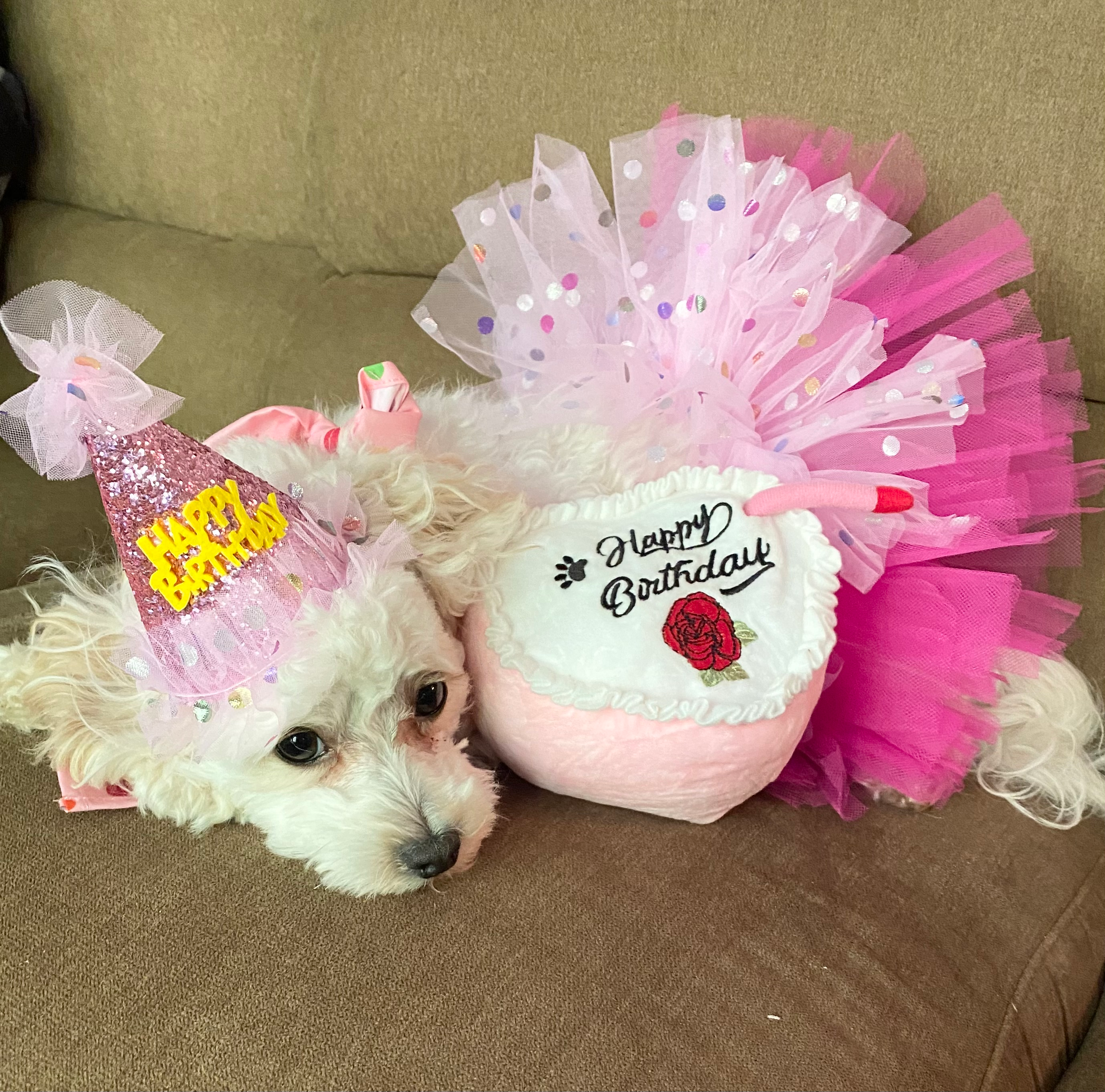 Maltipoo Pup Being Cute
