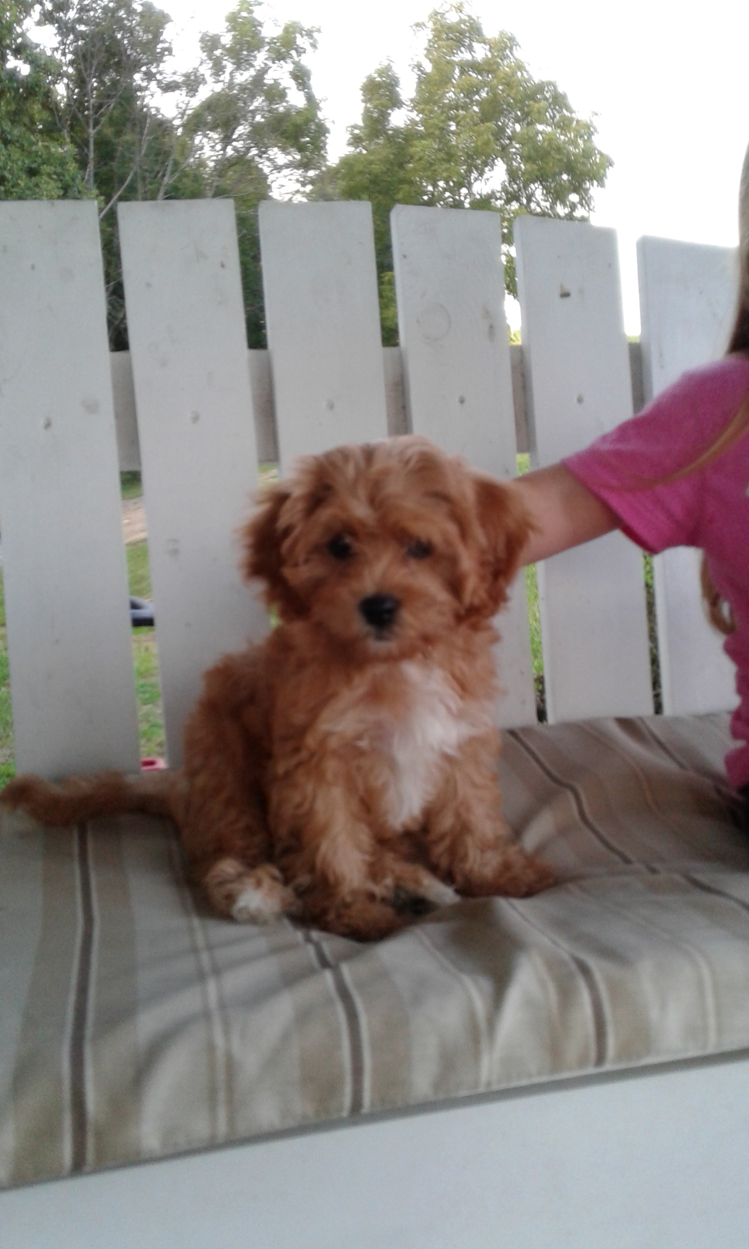 Cavapoo Pup Being Cute
