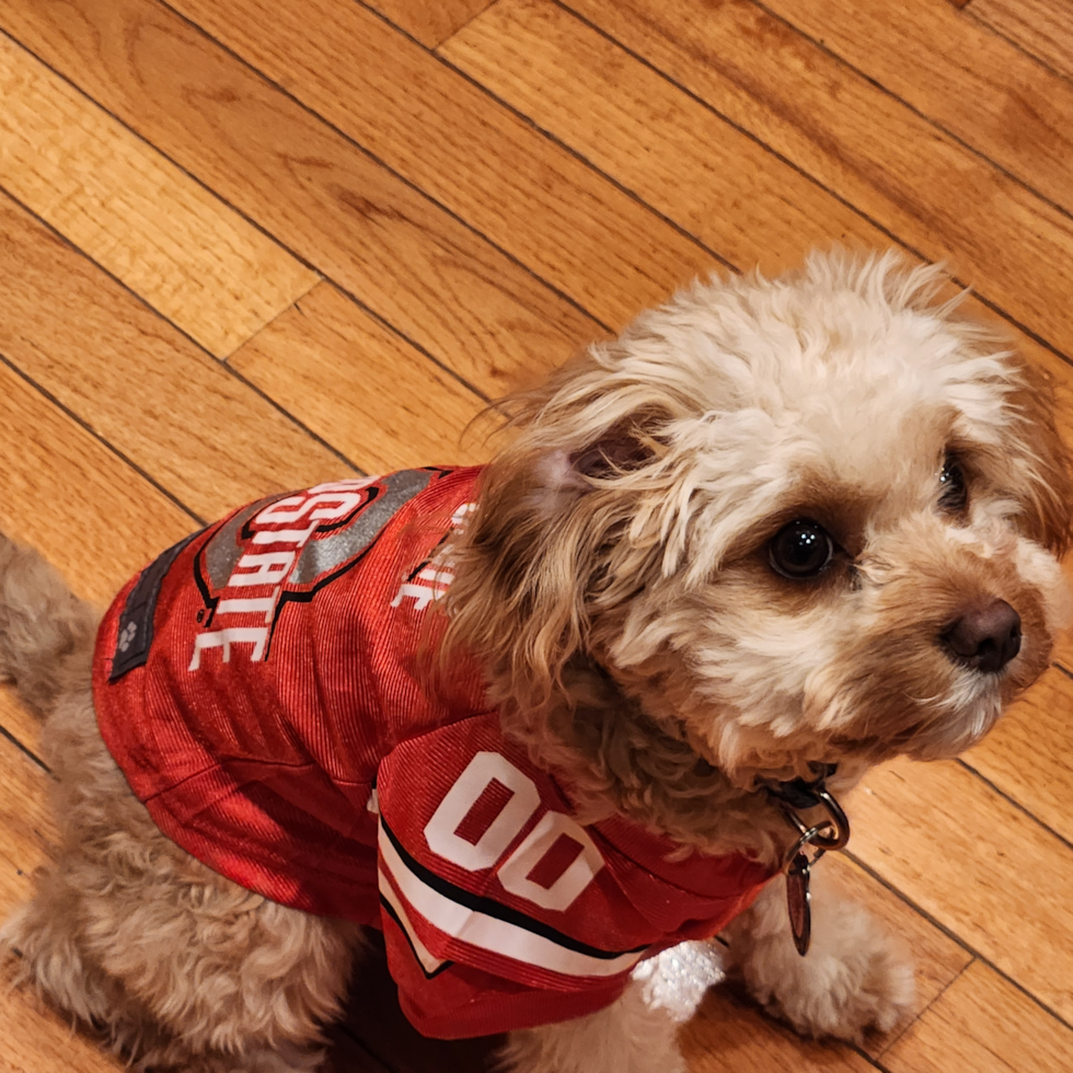 Hypoallergenic Cavadoodle Poodle Mix Pup