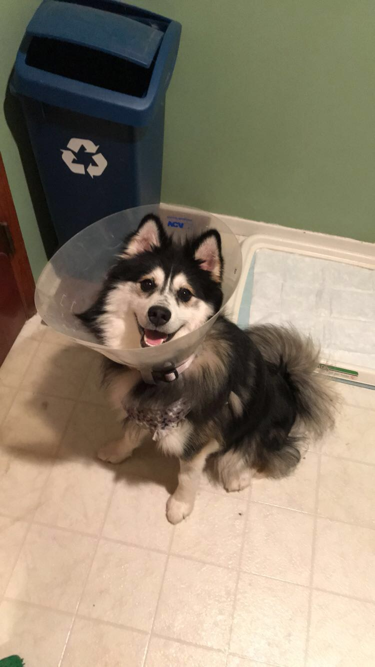 Pomsky Pup Being Cute
