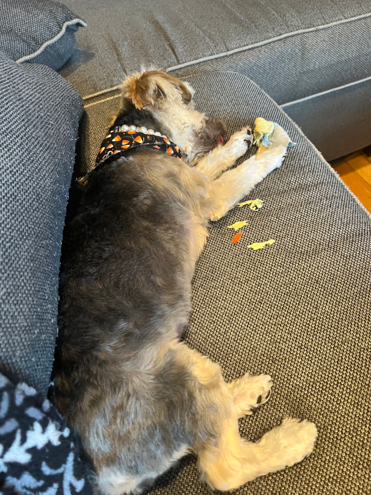 Funny Morkie Designer Pup