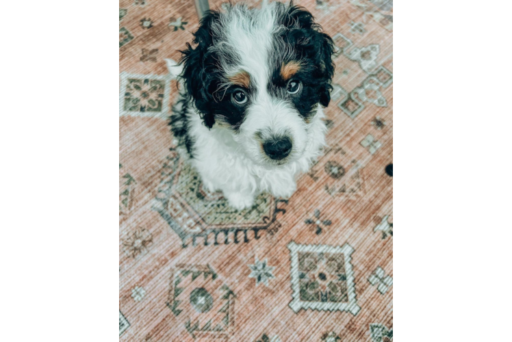 Best Mini Bernedoodle Baby