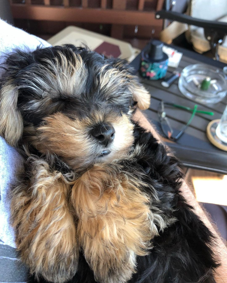 Cute Yorkie Chon Pup