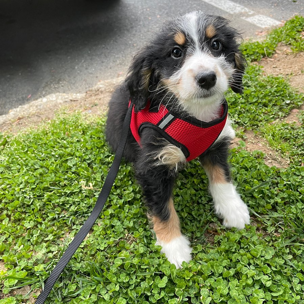 Cute Mini Bernedoodle Pup