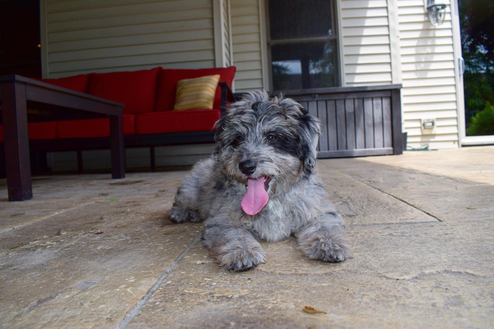 Little Aussiepoo Poodle Mix Pup