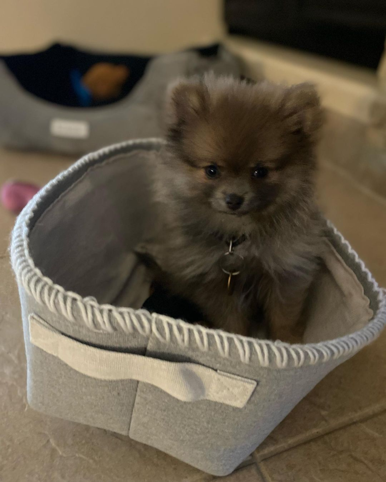 Las Vegas Pomeranian Pup