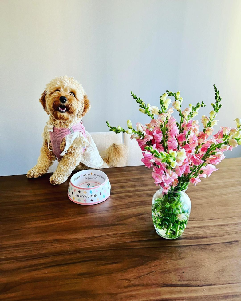 Happy Cavapoo Pup in Chicago IL