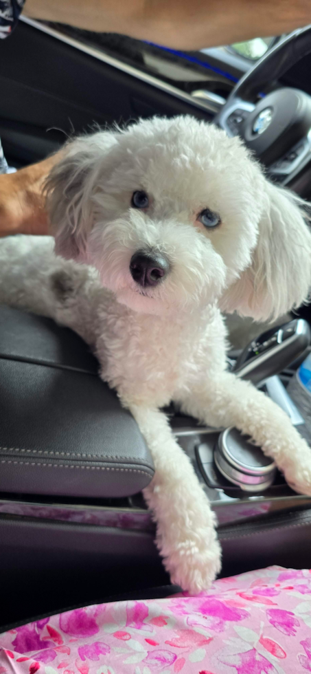 Smart Havapoo Poodle Mix Pup