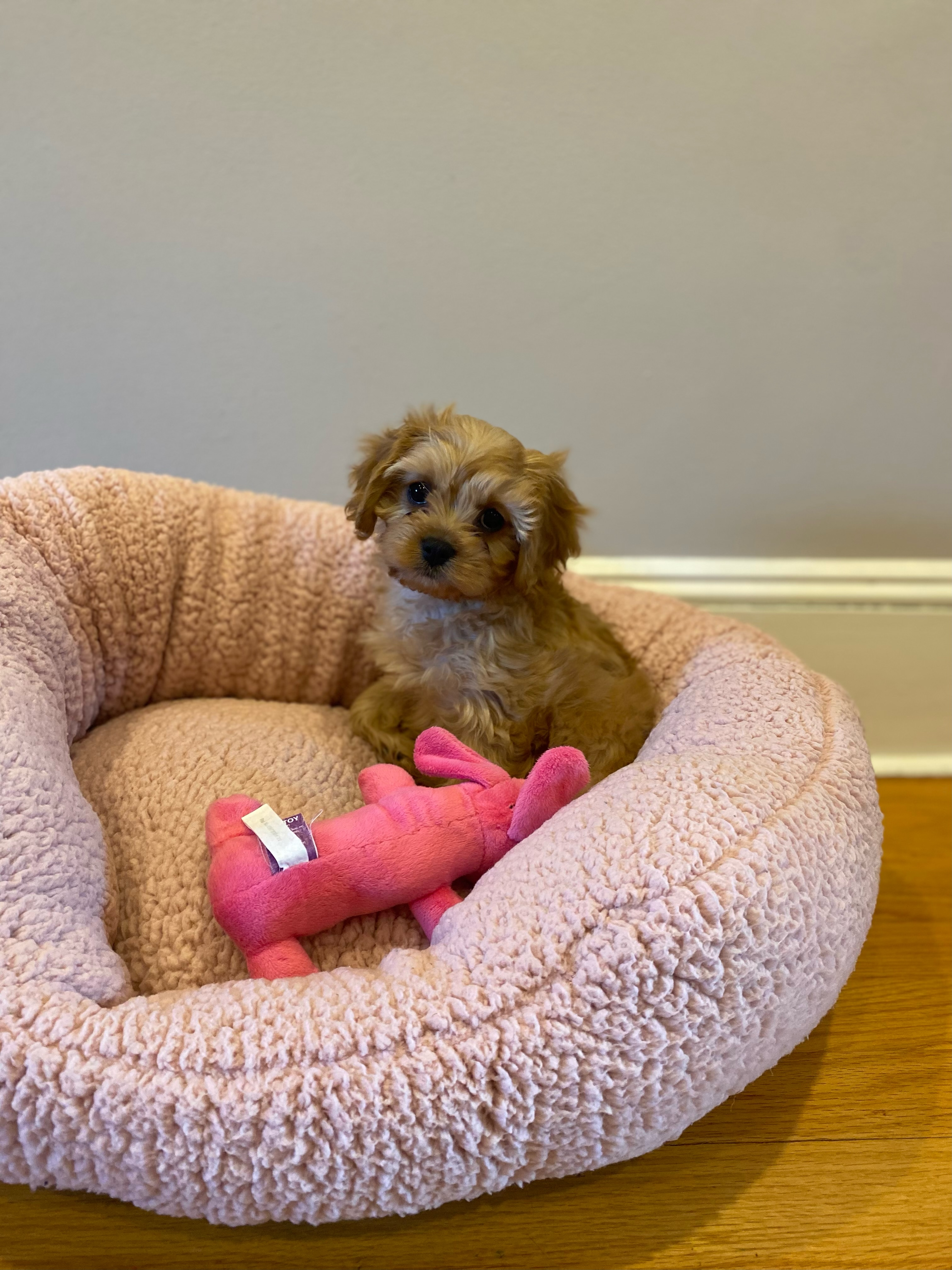 Cavapoo Pup Being Cute