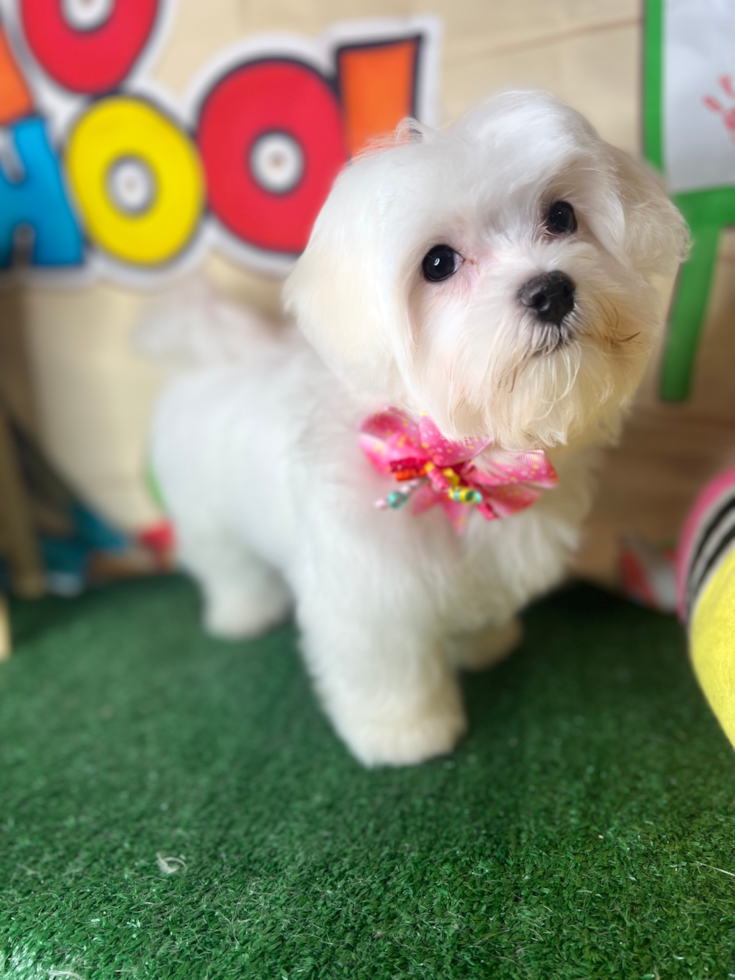 Upper Marlboro Maltese Pup