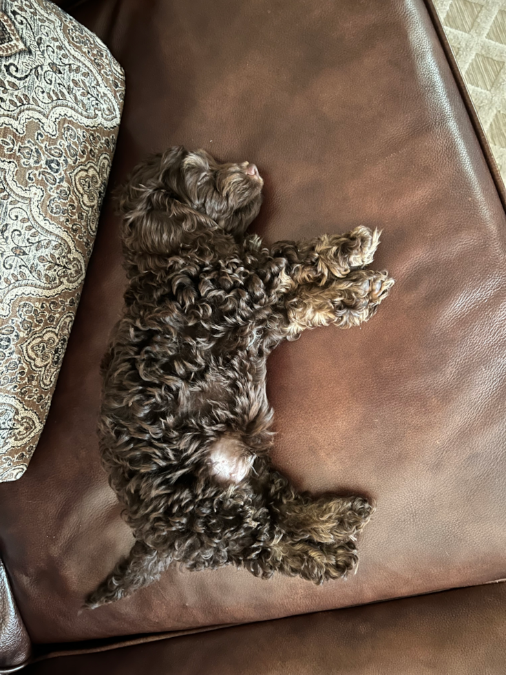 Fluffy Cockapoo Poodle Mix Pup