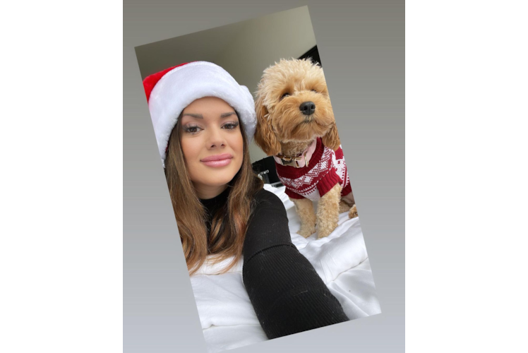 Cavapoo Pup Being Cute