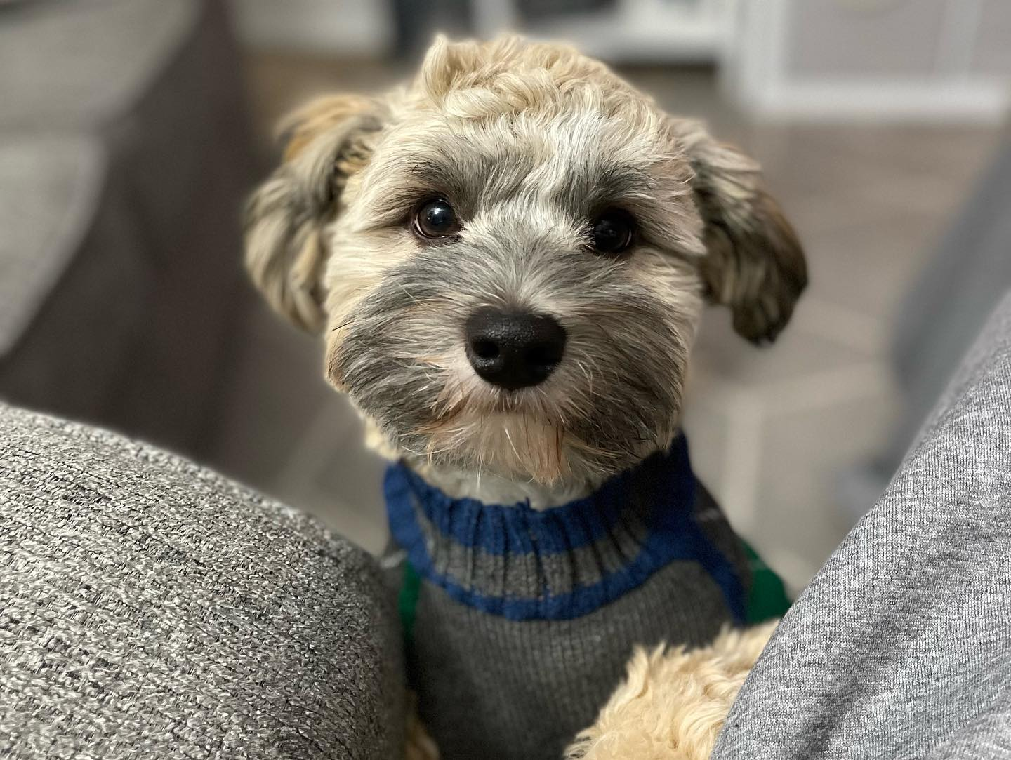 Havanese Pup Being Cute