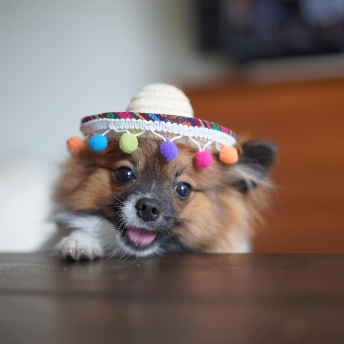 Little Pomeranian Baby