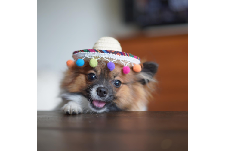 Little Pomeranian Baby