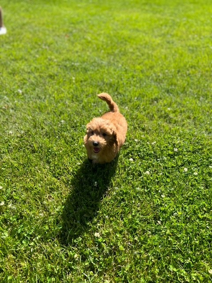 Little Golden Retriever Poodle Mix Pup
