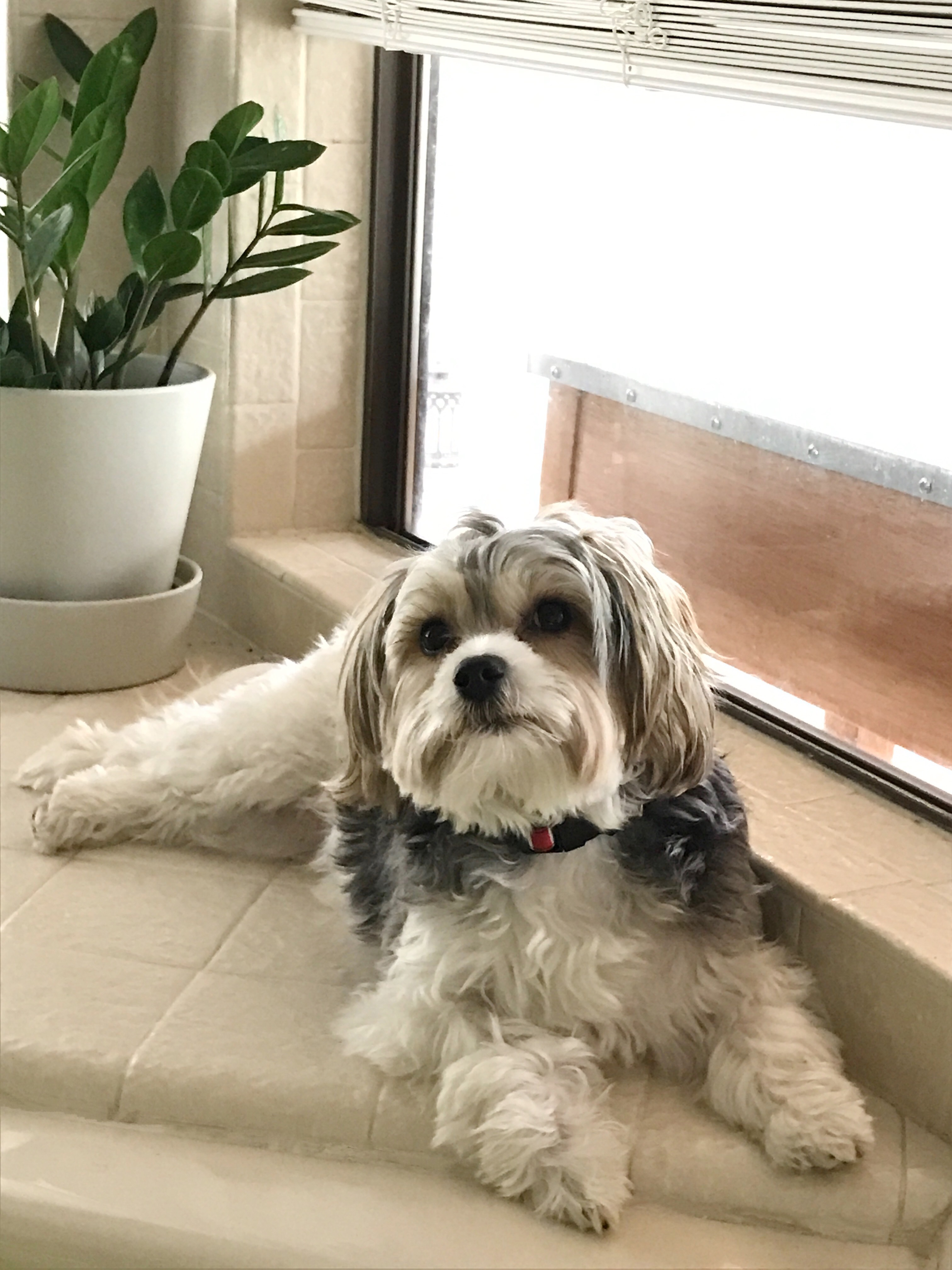 Morkie Pup Being Cute