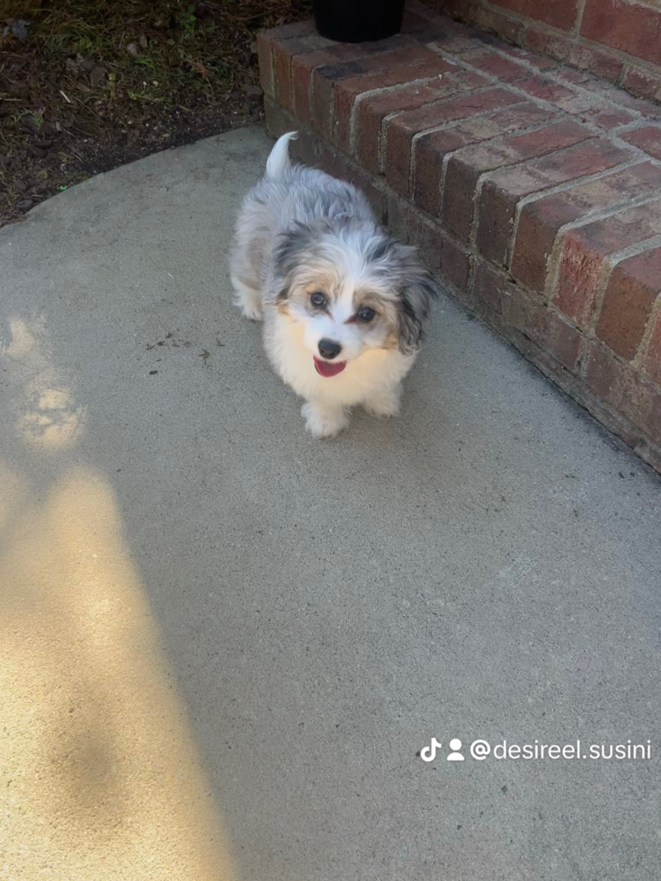 Aussiechon Being Cute