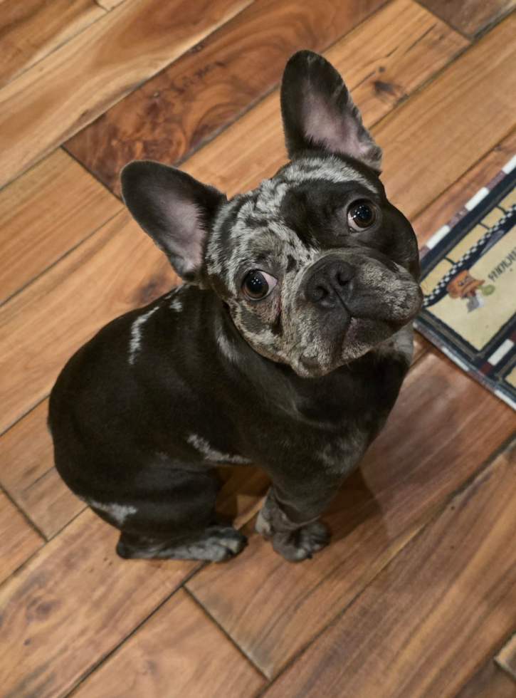 French Bulldog Pup