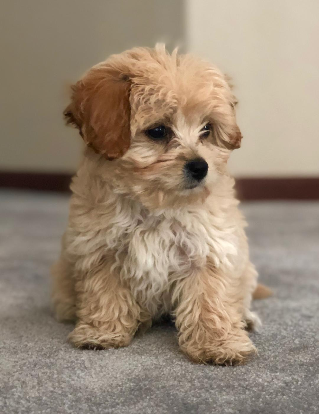 Sweet Cavachon Baby