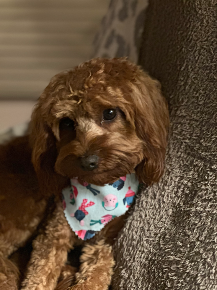 Fluffy Cavapoo Poodle Mix Pup