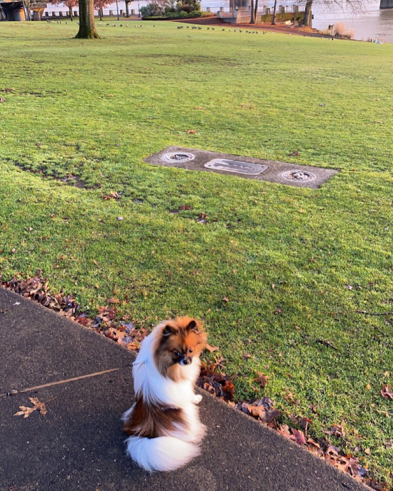 Portland Pomeranian Pup
