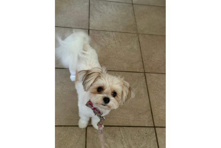 Popular Pomachon Designer Pup