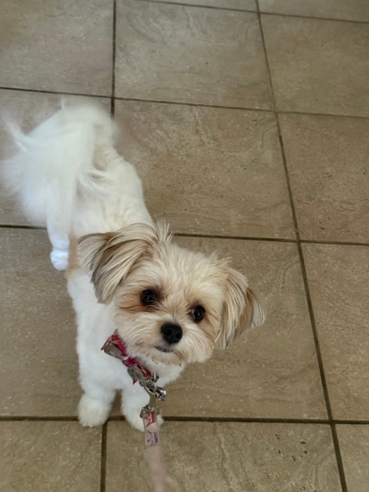 Energetic Pom Frise Designer Pup