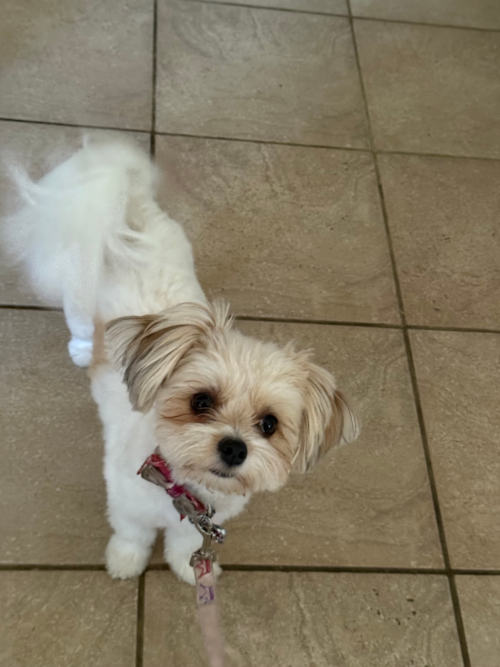 Energetic Pom Frise Designer Pup