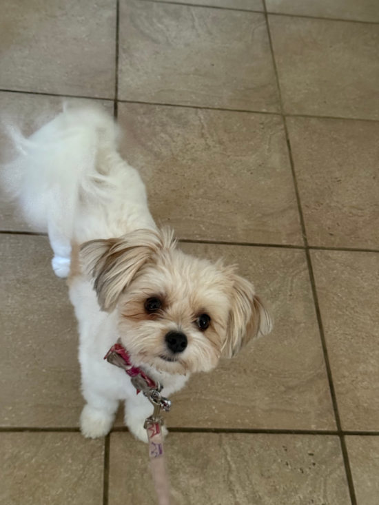 Energetic Pom Frise Designer Pup