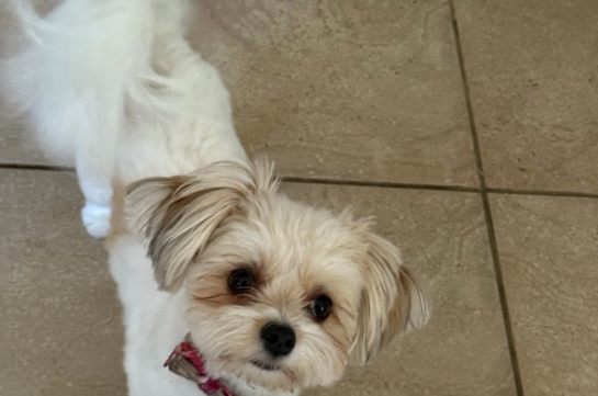 Energetic Pom Frise Designer Pup