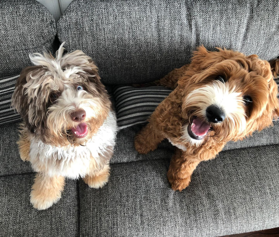 Funny Mini Aussiedoodle Poodle Mix Pup