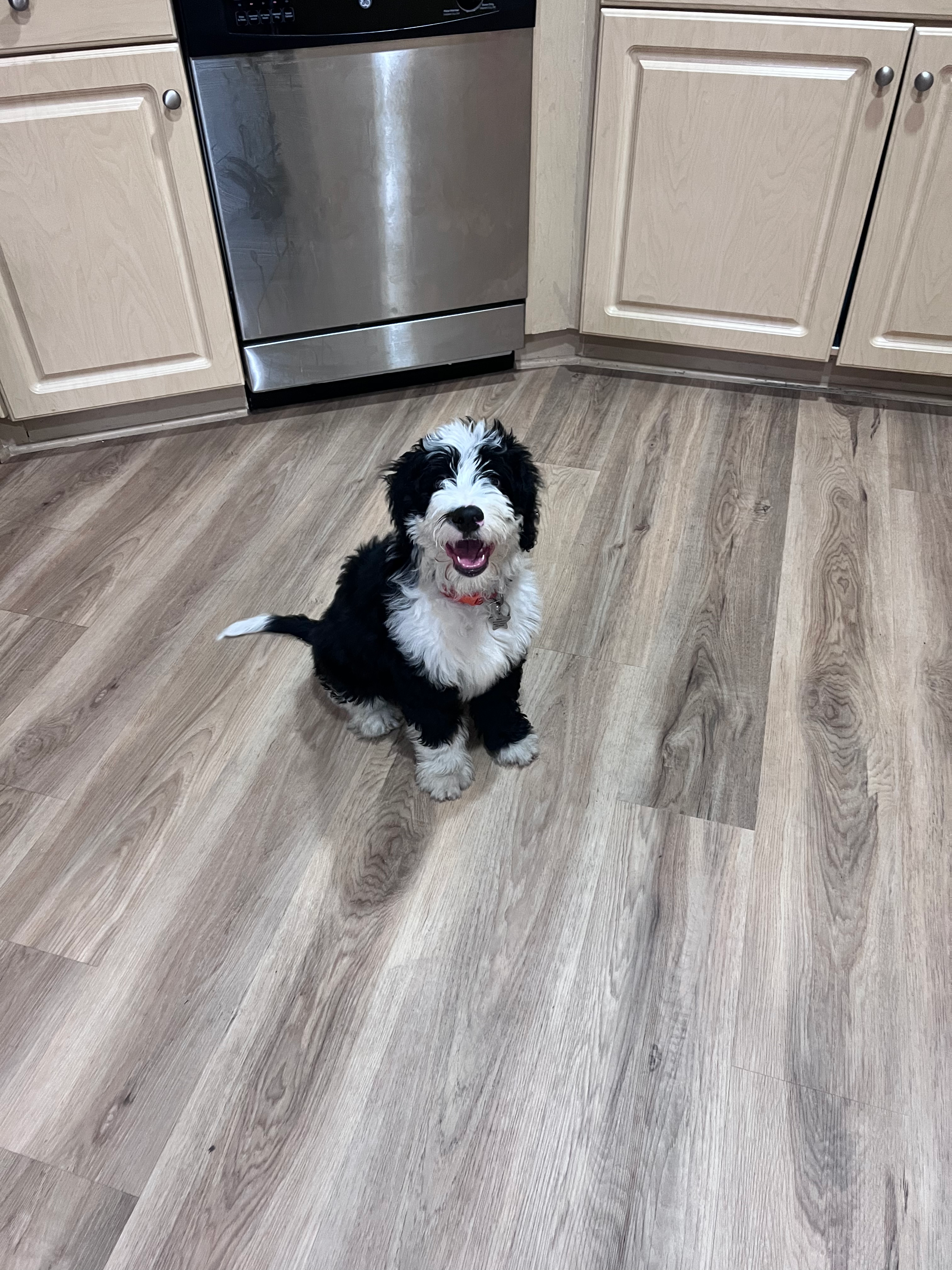 Funny Mini Bernedoodle Poodle Mix Pup