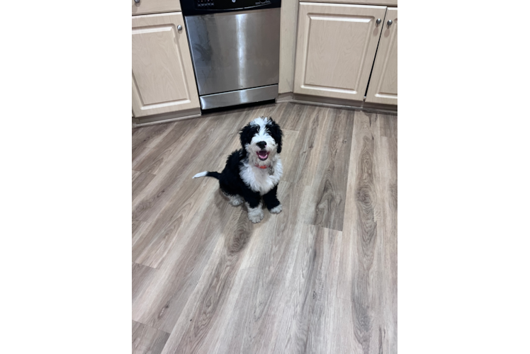 Funny Mini Bernedoodle Poodle Mix Pup